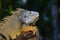 Close up portrait of a resting iguana in Island Mauritius