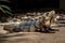 Close-up portrait of a resting Iguana in Mexico.