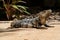 Close-up portrait of a resting Iguana in Mexico