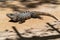 Close-up portrait of a resting Iguana in Mexico