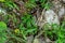 Close-up portrait of a resting Iguana in Mexico