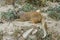 Close up portrait of a resting little mongoose.