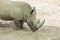 Close up portrait of rhino, profile. Rhino in the dust and clay walks