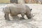 Close up portrait of rhino, profile. Rhino in the dust and clay walks