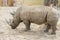 Close up portrait of rhino, profile. Rhino in the dust and clay walks