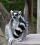 Close Up portrait Of Ring Tailed Lemur (Lemur catt