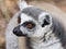 Close up portrait of a Ring Tailed Lemur looking left