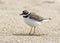 Close up portrait of ringed plover