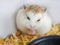 Close-up portrait of Roborovski hamster & x28;Phodopus roborovskii& x29;, desert hamster, Robo dwarf hamster - the