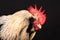 Close-up portrait of a rooster isolated, Faverolles chicken