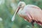 Close up of Portrait of Roseate Spoonbill