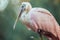 Close up of Portrait of Roseate Spoonbill