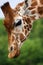 Close-up portrait of a Rothschild Giraffe