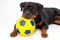 Close up portrait rottweiler with soccer ball.