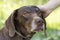 Close up portrait of a sad dog. Female hand strokes a brown upset dog.