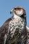 Close up portrait of a saker falcon
