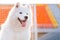 Close-up portrait of a Samoyed dog in sunny weather