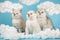 Close up portrait of scottish breed kittens heart of white cotton clouds on blue background.