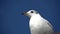 Close up portrait of screaming seagull, white bird with orange beak against blue clear sky, wildlife scene. European