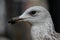 Close up portrait of seagull