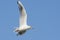 Close-up portrait of a seagull on a blue background. Ivory gull with outstretched wings flies over the sea