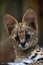 Close up portrait of serval kitten