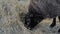 Close up: portrait of sheep eating hay at animal exhibition, trade show