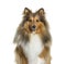 Close-up, portrait, of a Sheltie dog looking at the camera