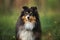 close up portrait of a sheltie dog outdoors in summer