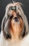 Close-up portrait of shih tzu dog