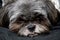 Close up portrait of Shih Tzu dog lying down resting head