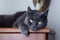 Close up portrait of shorthair cat of blue color. Blurred background. Impressive harsh and severe cat look.