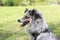 Close up portrait shot of a blue merle shetland sheepdog sheltie young dog