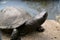 Close up portrait shot of the curious turtle