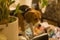 Close up  portrait shot of a cute beagle breed girl dog sitting with an attentive, curious and interested look on the couch of a r