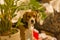 Close up  portrait shot of a cute beagle breed girl dog sitting with an attentive, curious and interested look on the couch of a r