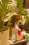 Close up  portrait shot of a cute beagle breed girl dog sitting with an attentive, curious and interested look on the couch of a r