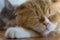 Close up portrait shot of two fluffy gray beautiful cat. Two adorable kittens sleeping together close up