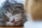 Close up portrait shot of two fluffy gray beautiful cat. Two adorable kittens sleeping together close up