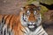 Close up portrait of Siberian Amur tiger