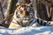 Close up portrait of Siberian tiger Generative AI