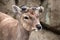 Close-up portrait of sika deer Cervus nippon