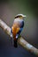 Close up portrait of Silver-breasted Broadbill