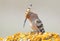 Close up portrait of singing hoopoe