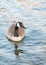 Close-up portrait of single wild Canada Goose swimming on calm lake at sunset