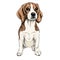 Close-up portrait of sitting Beagle dog. Colored illustration. Vector engraved art. Friendly smilling puppy isolated on