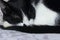 Close-Up Portrait of A Sleeping Tuxedo Cat. Tuxedo Cat.