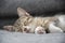 Close-up portrait of a sleeping young tabby kitten lying on a grey sofa at home. Focus is on single front paw, with cat out of foc