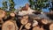 Close up portrait of sleepy domestic cat yawning as lying down outdoors on a pile of logs