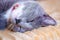 Close-up portrait of a sleepy European gray and white cat